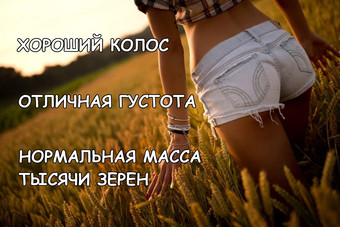 Биологическая урожайность Биологическая урожайность